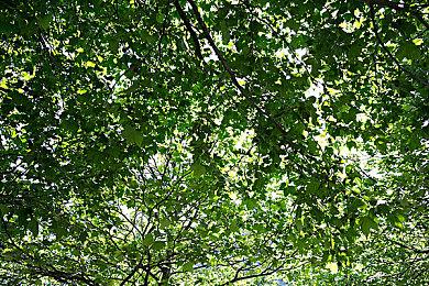 世嘉与Rovio合作推出的全球化手游第一弹 《Sonic Rumble》将于今年冬季发布